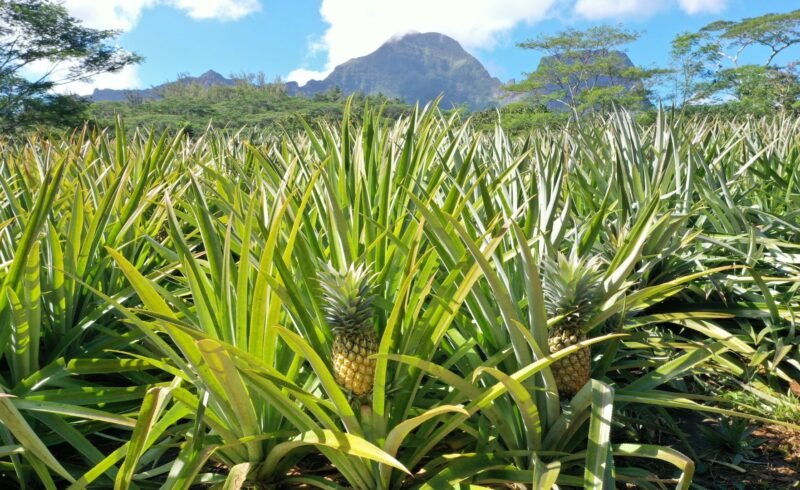 Champs d'ananas